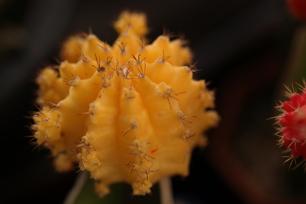 オレンジシャーベット色