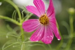 秋桜