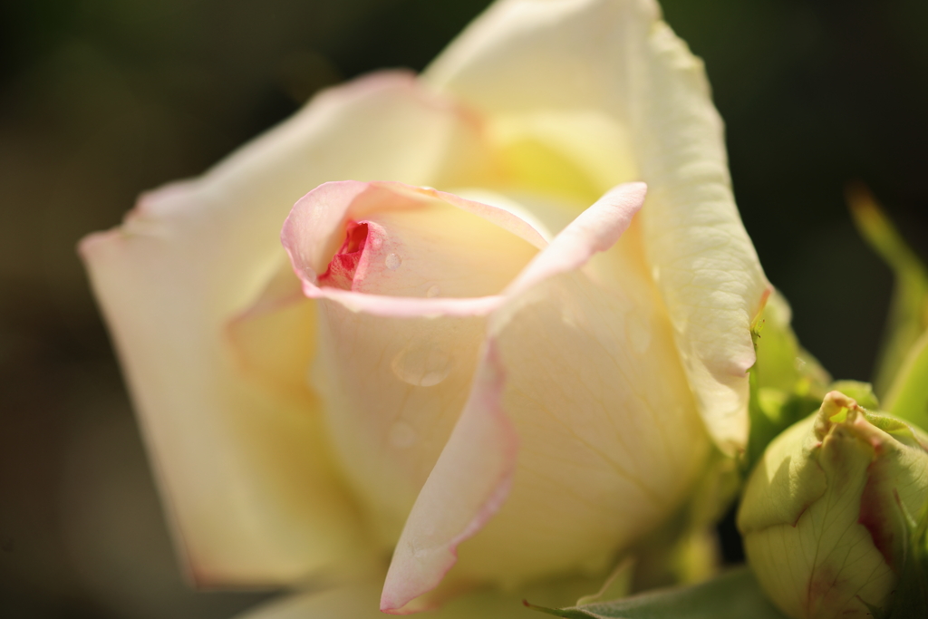 白薔薇