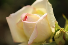 白薔薇