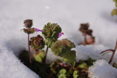 雪の中から春
