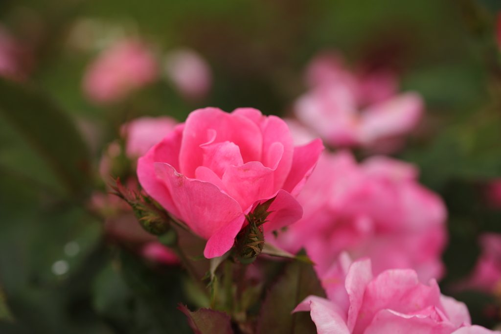 ぴんくの花