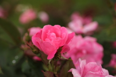 ぴんくの花