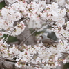 さくぴよ