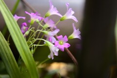 紫片喰　(ムラサキカタバミ)