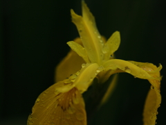 Yellow Iris