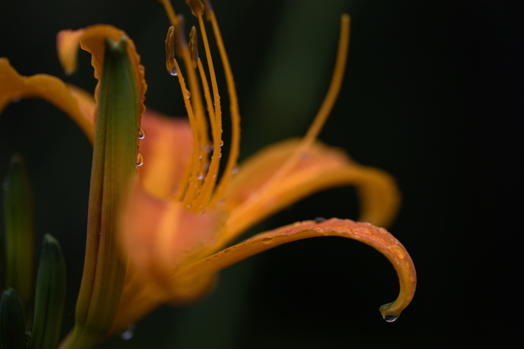 Raindrops