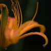 Raindrops