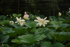お寺の蓮