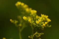 秋の七草