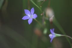 小さな小さな花