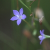 小さな小さな花