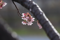 朝の桜