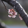 朝の桜