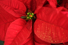 クリスマスカラー