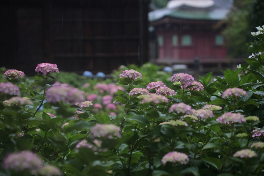 梅雨入り