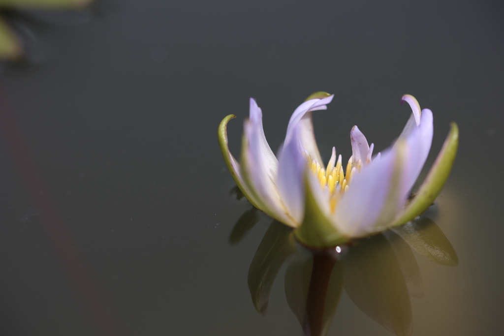 浮かぶ花