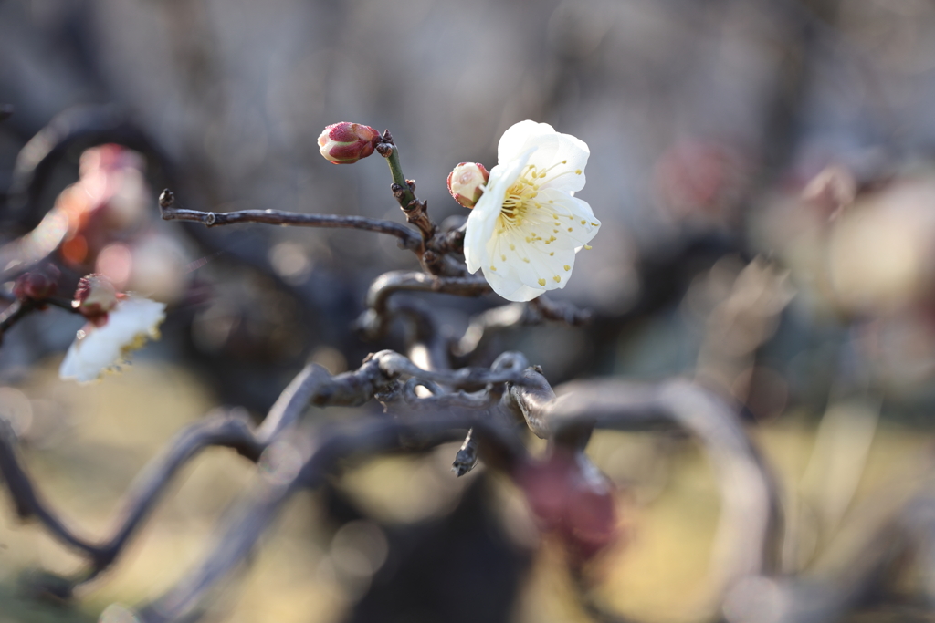 節分の頃の散歩道