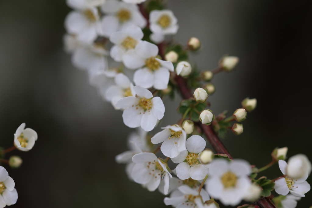 小さな花