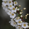 小さな花