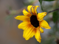 ヒマワリ・サンビリーバブル