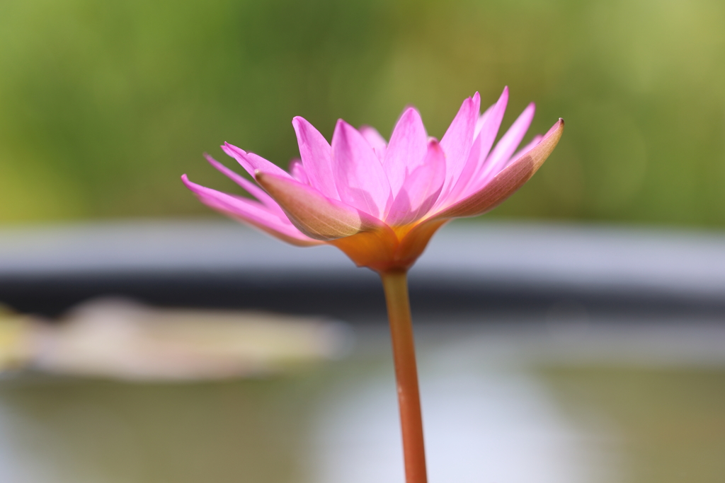 水面に咲く花