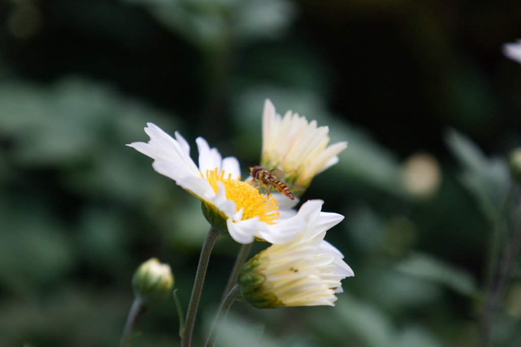 小菊