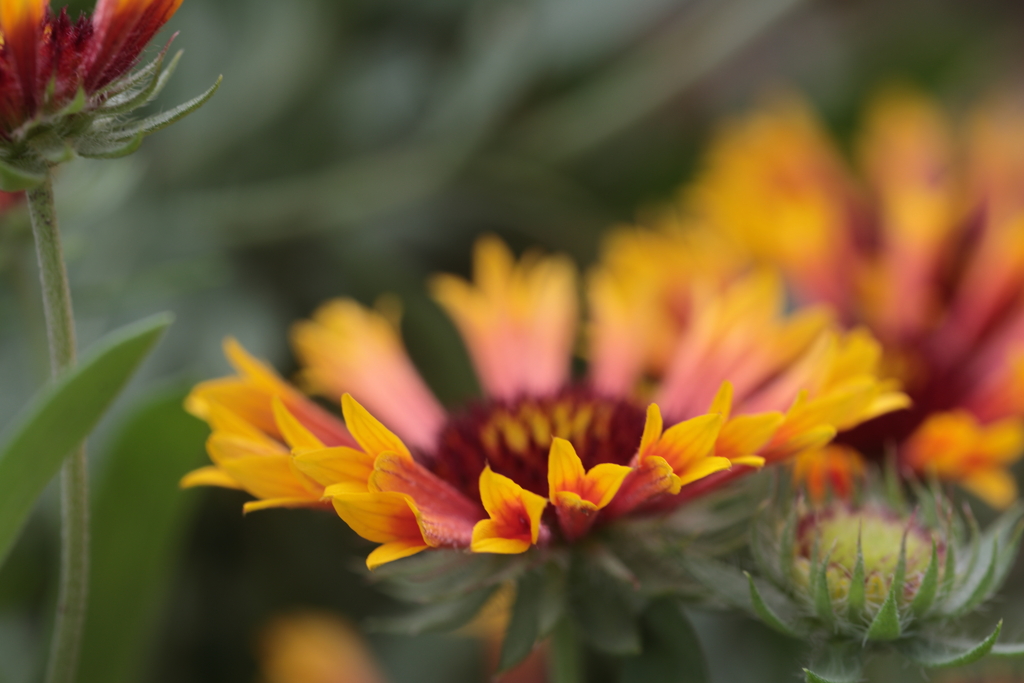 夏の花