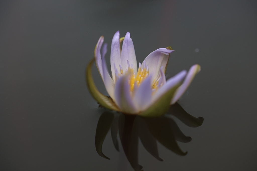 浮かぶ花