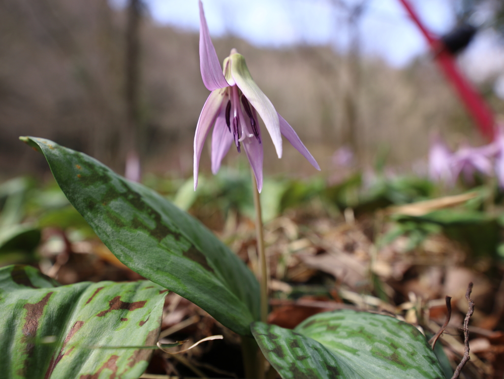 春の大地に咲く