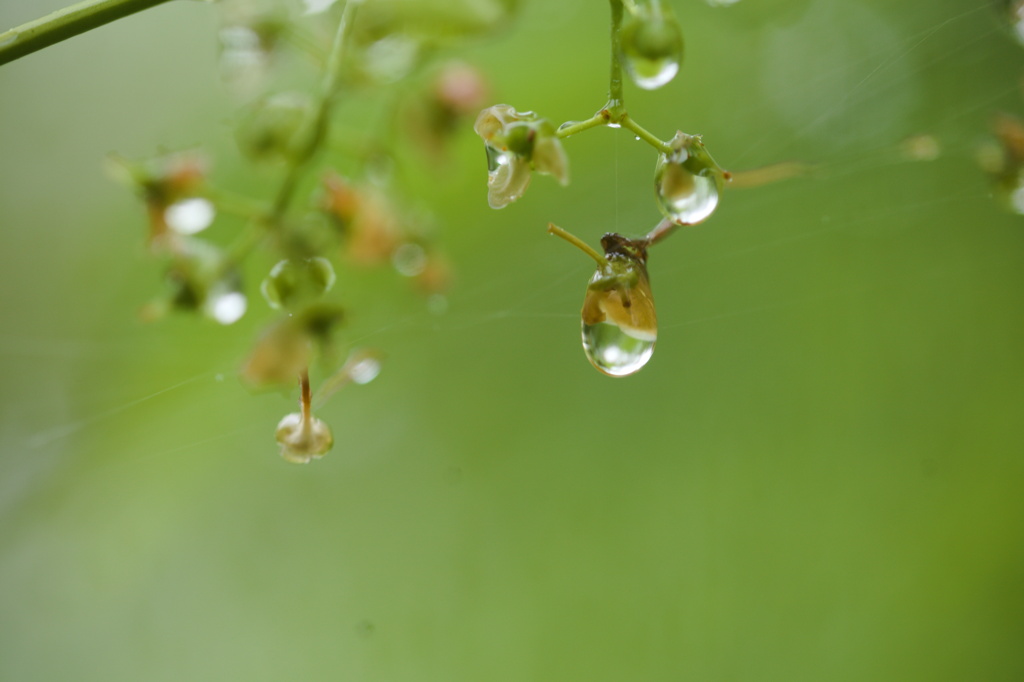 ときは今　雨が下る　五月哉