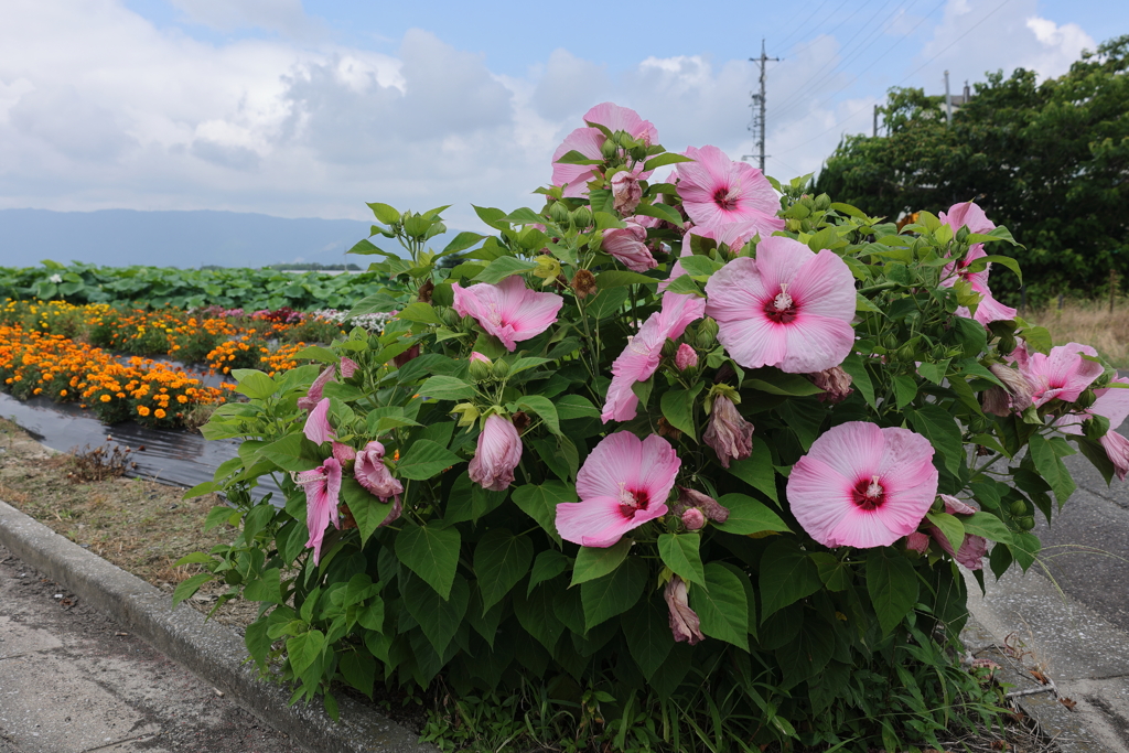 夏