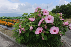 夏