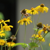 黄色の花たち