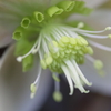 蕊