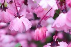 花海棠