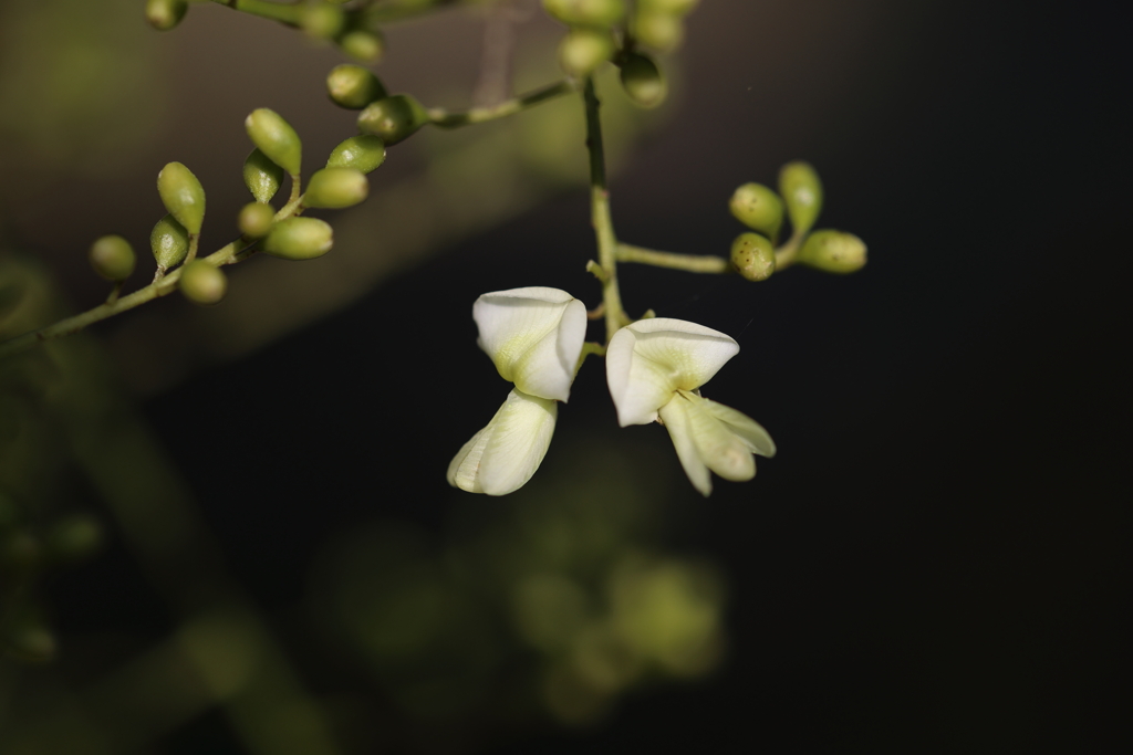 マメ科の花？
