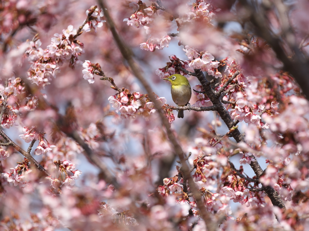見つかっちゃうよ