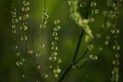 宝石のように