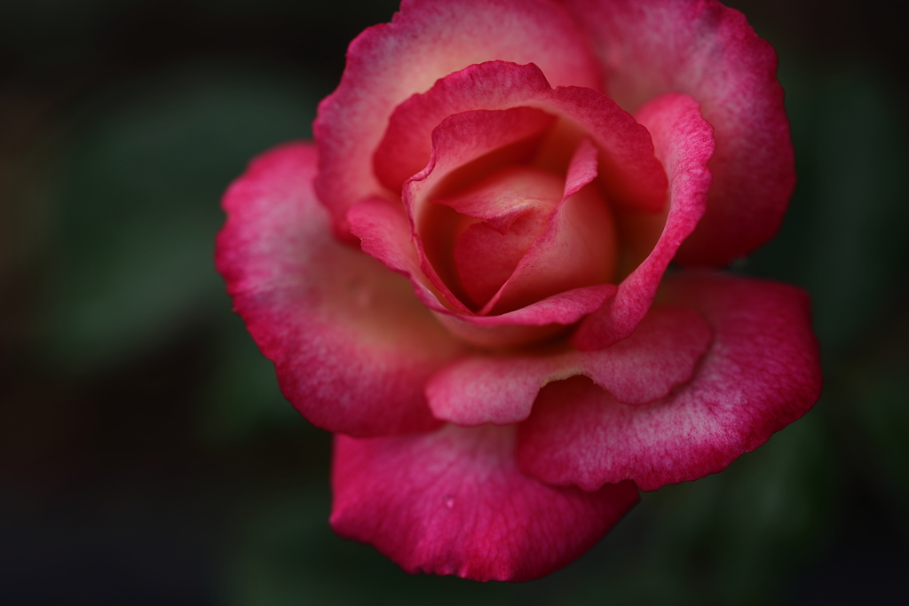 薔薇