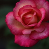 薔薇