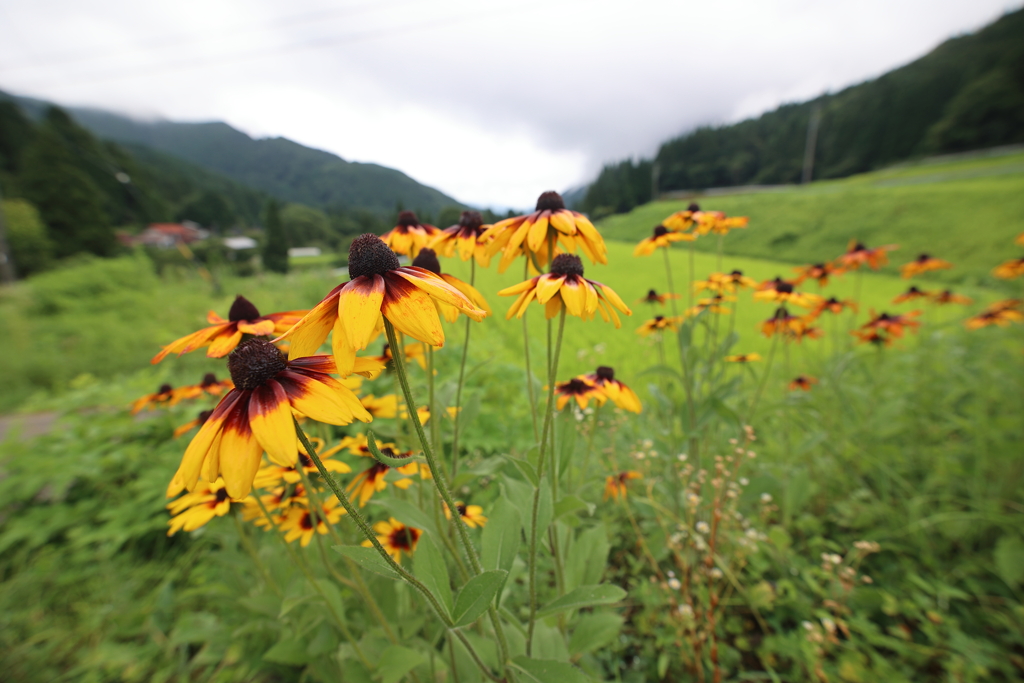 山村の光景