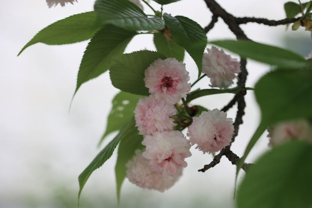 ジュズカケザクラ