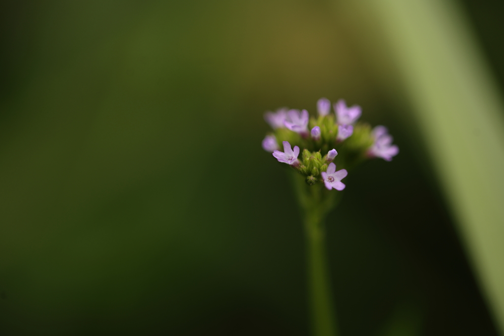 小さな花