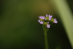 小さな花