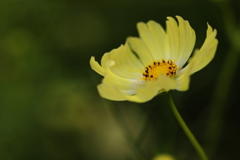 あきざくら あきざくら