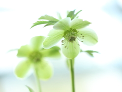 早春模様