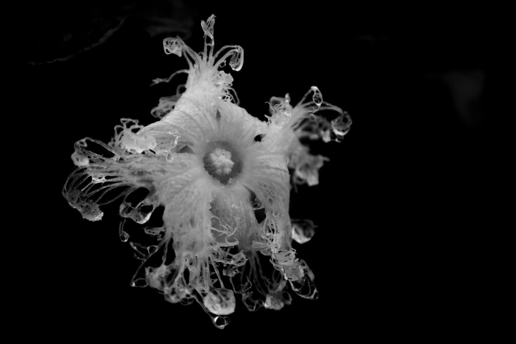 すいてき　Trichosanthes cucumeroides