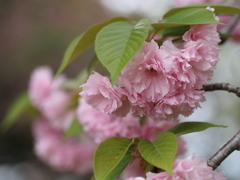 八重紅枝垂桜