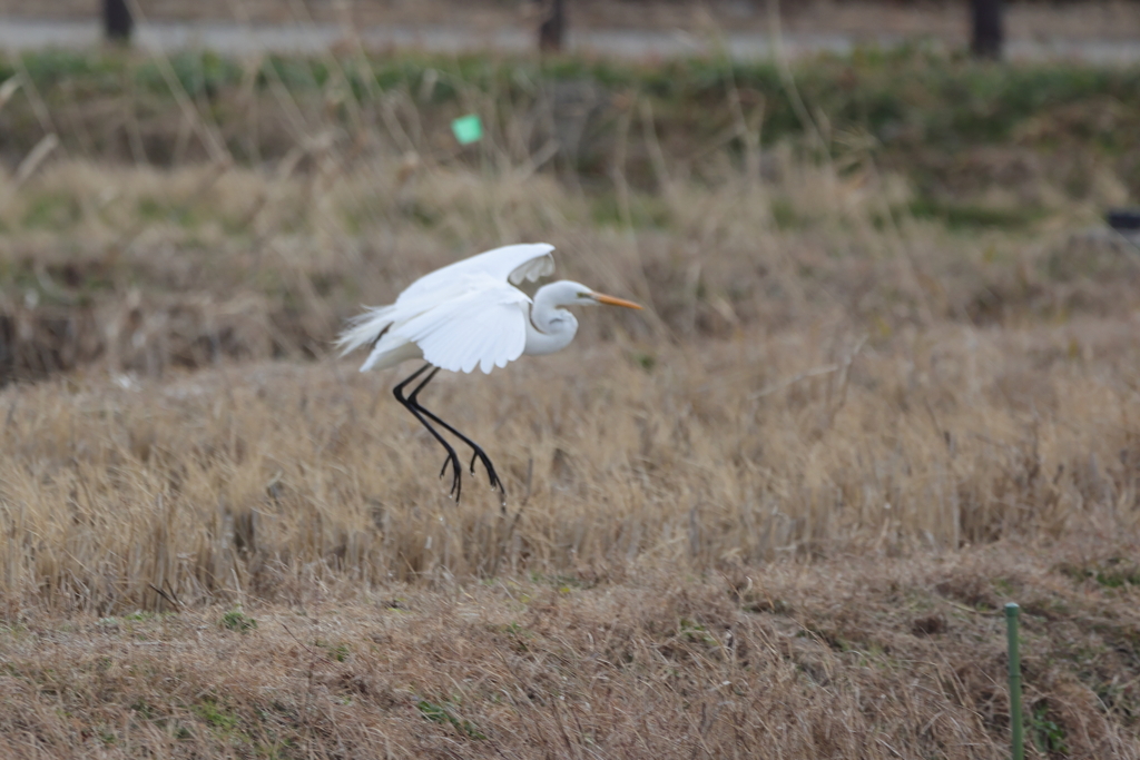 landing 1